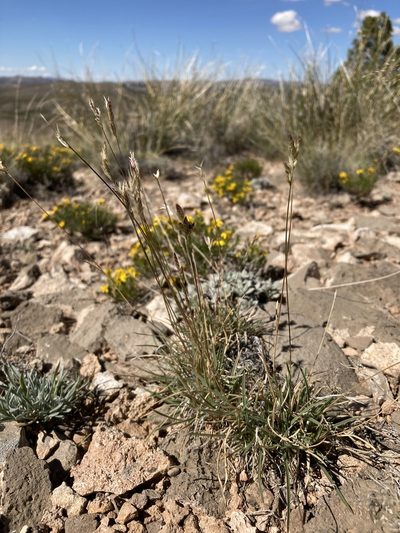 Erioneuron avenaceum, photographed by Cecelia Alexander