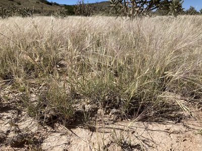 Scleropogon brevifolius, photographed by Cecelia Alexander