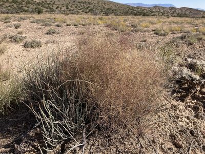 Muhlenbergia porteri, photographed by Cecelia Alexander