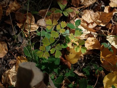 Thalictrum venulosum, photographed by Mary Krieger