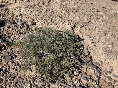 Tiquilia hispidissima, photographed by Cecelia Alexander