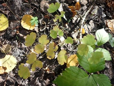 Thalictrum venulosum, photographed by Mary Krieger