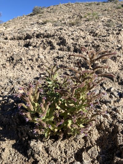 Phacelia sivinskii, photographed by Cecelia Alexander