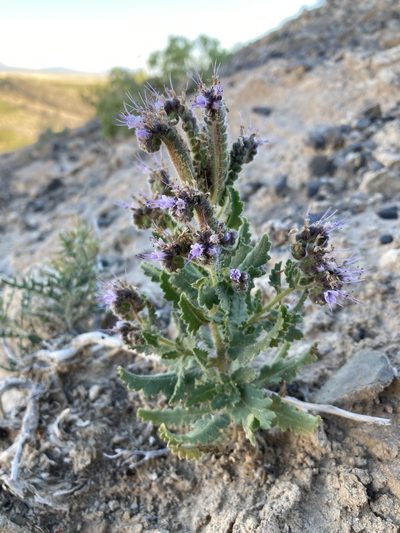 Phacelia sivinskii, photographed by Cecelia Alexander
