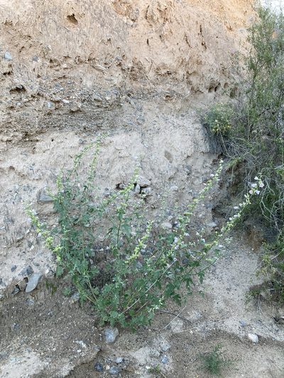 Sphaeralcea polychroma, photographed by Cecelia Alexander