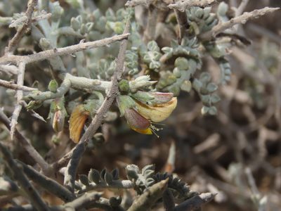 Adesmia littoralis, photographed by Nicolás Lavandero