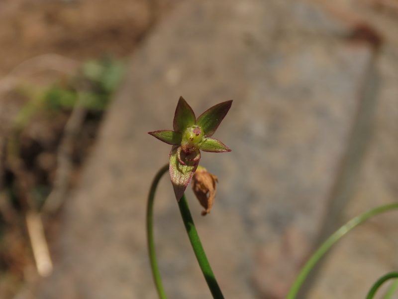 Gilliesia graminea, photographed by Nicolás Lavandero