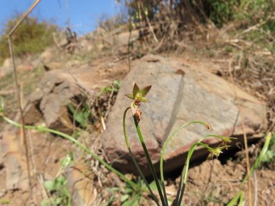 Gilliesia graminea, photographed by Nicolás Lavandero