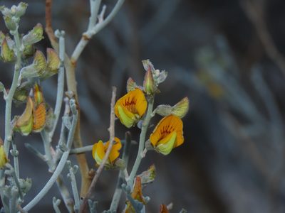 Adesmia argentea, photographed by Nicolás Lavandero