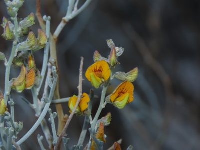 Adesmia argentea, photographed by Nicolás Lavandero