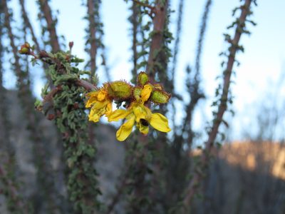Balsamocarpon brevifolium, photographed by Nicolás Lavandero