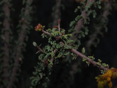 Balsamocarpon brevifolium, photographed by Nicolás Lavandero