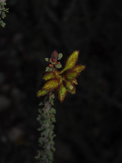 Balsamocarpon brevifolium, photographed by Nicolás Lavandero