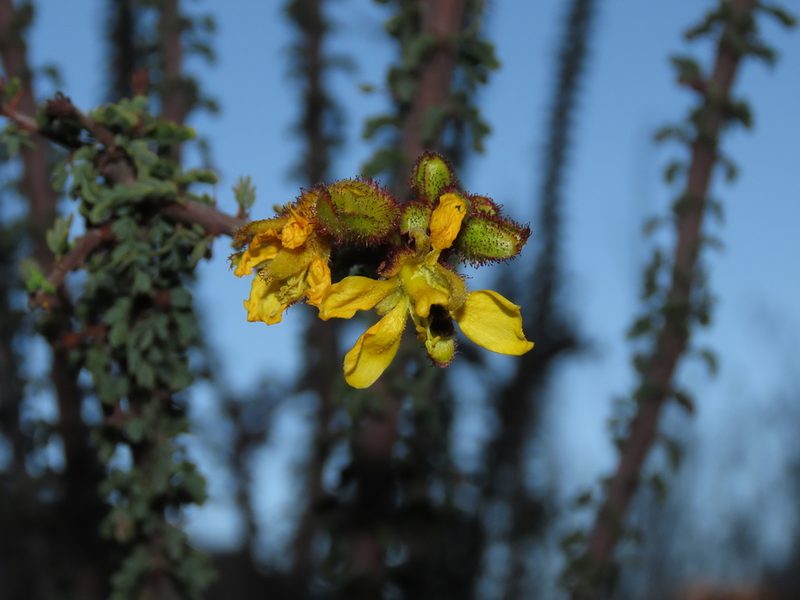 Balsamocarpon brevifolium, photographed by Nicolás Lavandero