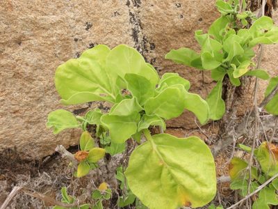 Nicotiana solanifolia, photographed by Nicolás Lavandero