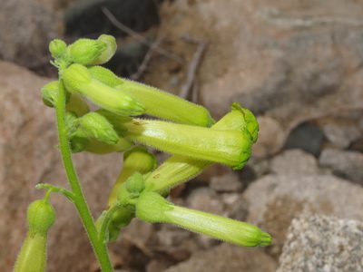 Nicotiana solanifolia, photographed by Nicolás Lavandero