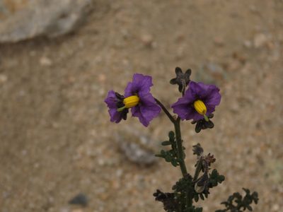 Solanum remyanum, photographed by Nicolás Lavandero