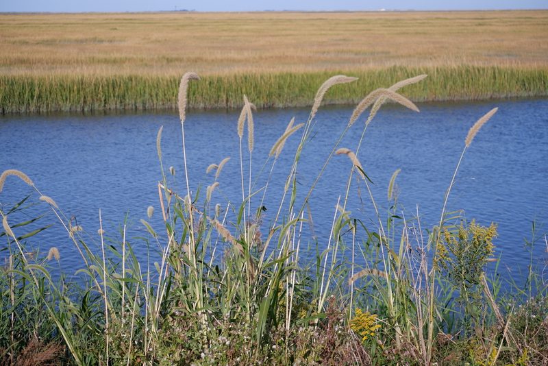 Setaria magna, photographed by Bonnie Semmling