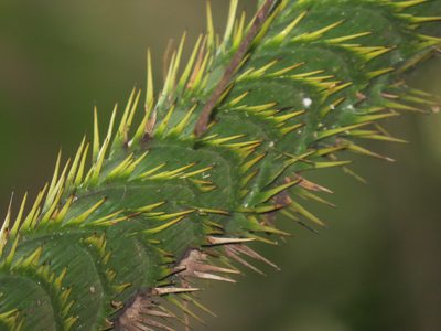 Calamus moti, photographed by Rob Foster