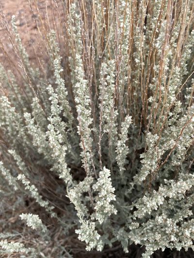 Artemisia bigelovii, photographed by lejones417