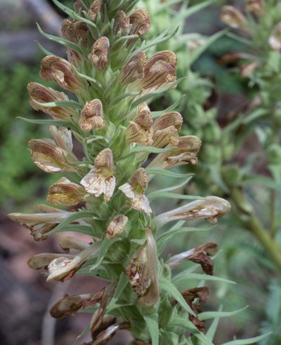 Pedicularis procera, photographed by Jesse Rorabaugh