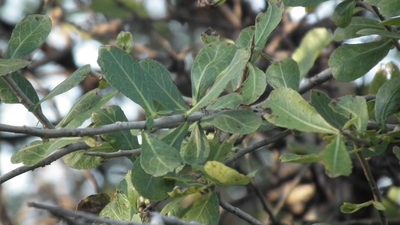 Commiphora glandulosa, photographed by Shaun Swanepoel