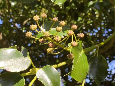 Trochodendron aralioides, photographed by 古淑玲