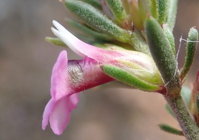 Muraltia karroica, photographed by Nicola van Berkel