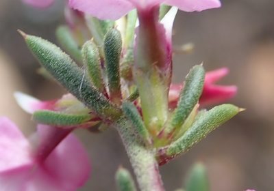 Muraltia karroica, photographed by Nicola van Berkel