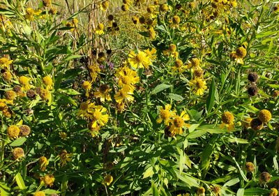Helenium autumnale, photographed by aarongunnar