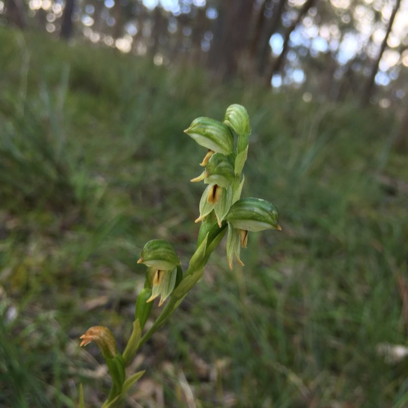 Pterostylis melagramma, photographed by yatesy