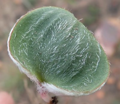 Eriospermum pubescens, photographed by Nicola van Berkel