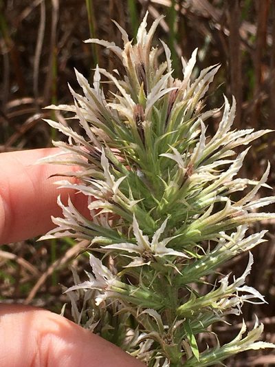 Liatris bridgesii, photographed by pynklynx