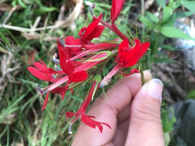Lobelia cardinalis, photographed by pynklynx