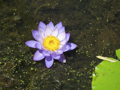 Nymphaea gigantea, photographed by Rob Foster
