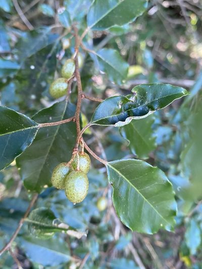 Elaeagnus thunbergii, photographed by 古淑玲