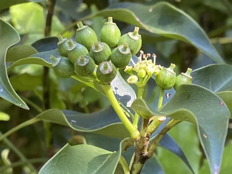 Dendropanax dentigerus, photographed by 古淑玲