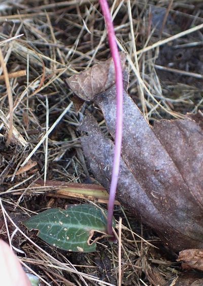 Disperis woodii, photographed by Peter Warren