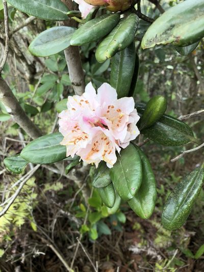 Rhododendron simiarum, photographed by Yj