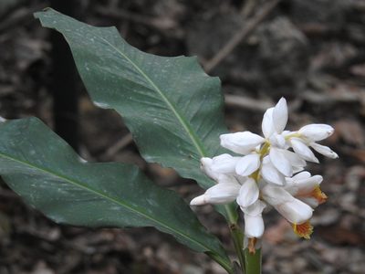 Alpinia hainanensis, photographed by Stephen Matthews