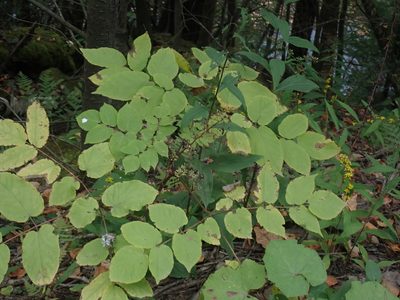 Aralia racemosa, photographed by Lynn Harper