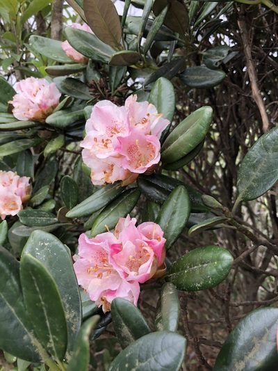 Rhododendron simiarum, photographed by Yj
