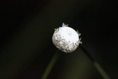 Eriocaulon australe, photographed by Agnes Trekker