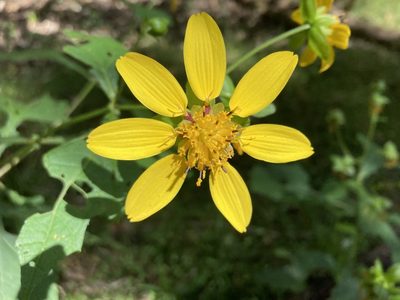 Smallanthus uvedalia, photographed by Lauren Gillett