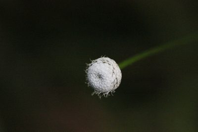 Eriocaulon australe, photographed by Agnes Trekker