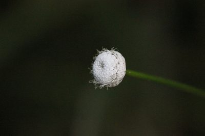 Eriocaulon australe, photographed by Agnes Trekker