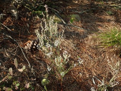 Polygonella articulata, photographed by Lynn Harper