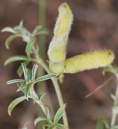 Polhillia brevicalyx, photographed by Charles Stirton