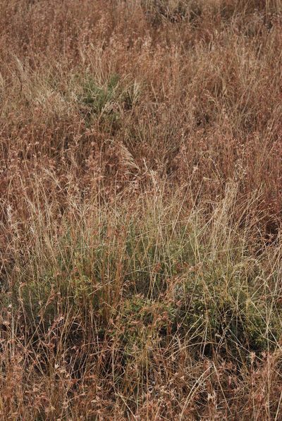 Polhillia brevicalyx, photographed by Charles Stirton