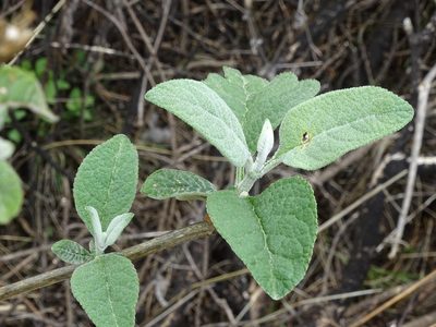 Buddleja cordata, photographed by Martha Gonzalez Herrera